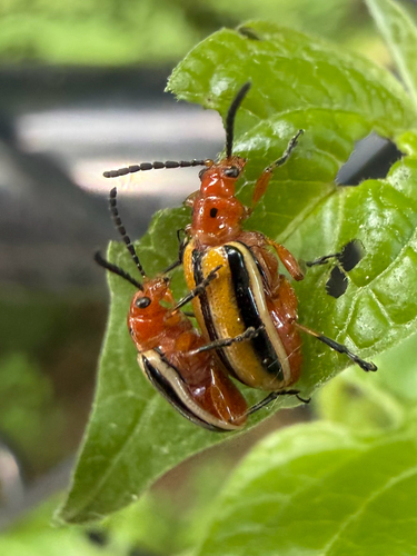 Three-lined Potato Beetle
