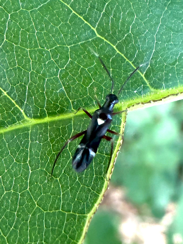 Eastern Regal Oak Mirid