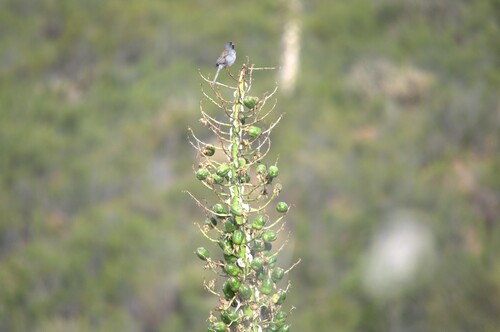 Black-chinned Sparrow