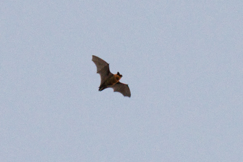 Canyon Bat