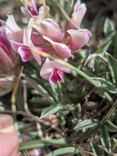 Whiproot Clover