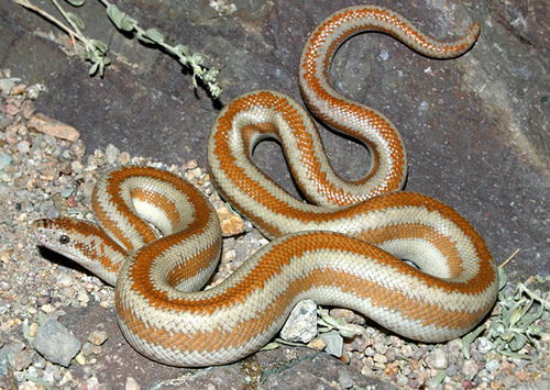 Coastal Rosy Boa