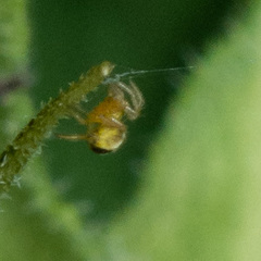 Araneoidea