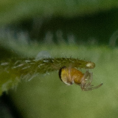 Araneoidea