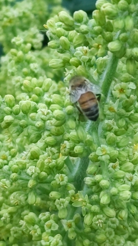 Abeja