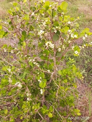 Randia obcordata