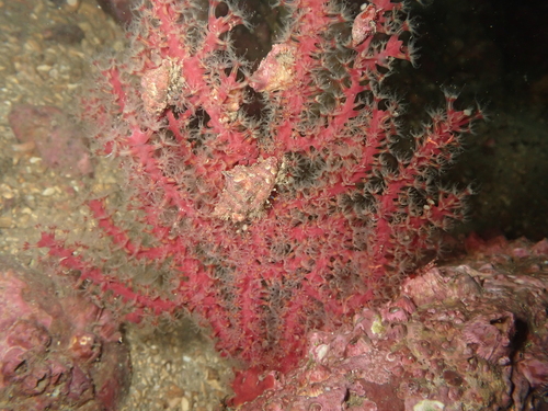Astrogorgia observed 2026-06-07