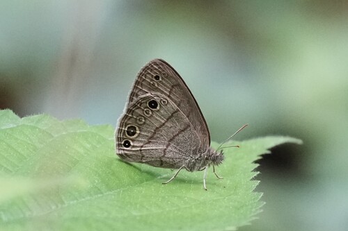 Carolina Satyr