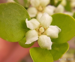 Randia obcordata