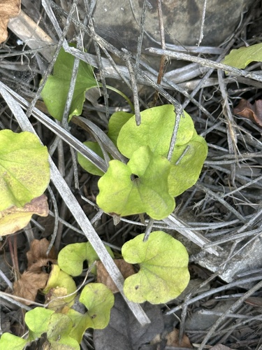 Dichondra occidentalis, photograph 1