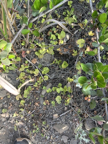 Dichondra occidentalis, photograph 2