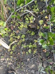 Dichondra occidentalis, photograph author not stated, no rights reserved