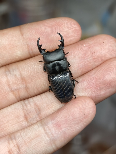 Aegus laevicollis