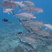 Kingfishes - Photo (c) DavidR.808, some rights reserved (CC BY-NC), uploaded by David R