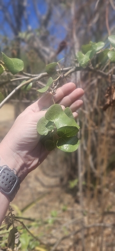 Jatropha cinerea, photograph 2