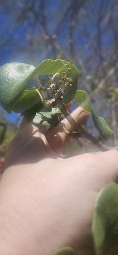 Jatropha cinerea, photograph 3