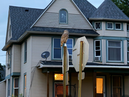 Barred Owl