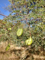 Libidibia paraguariensis