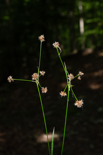 Luzula echinata, photograph 2