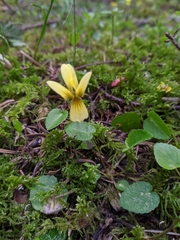 Viola sempervirens