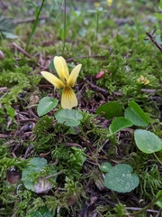 Viola sempervirens