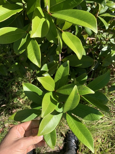 Syzygium moorei, 2026-06-08