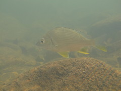 Acanthopagrus latus