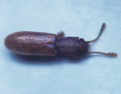Silvanus unidentatus