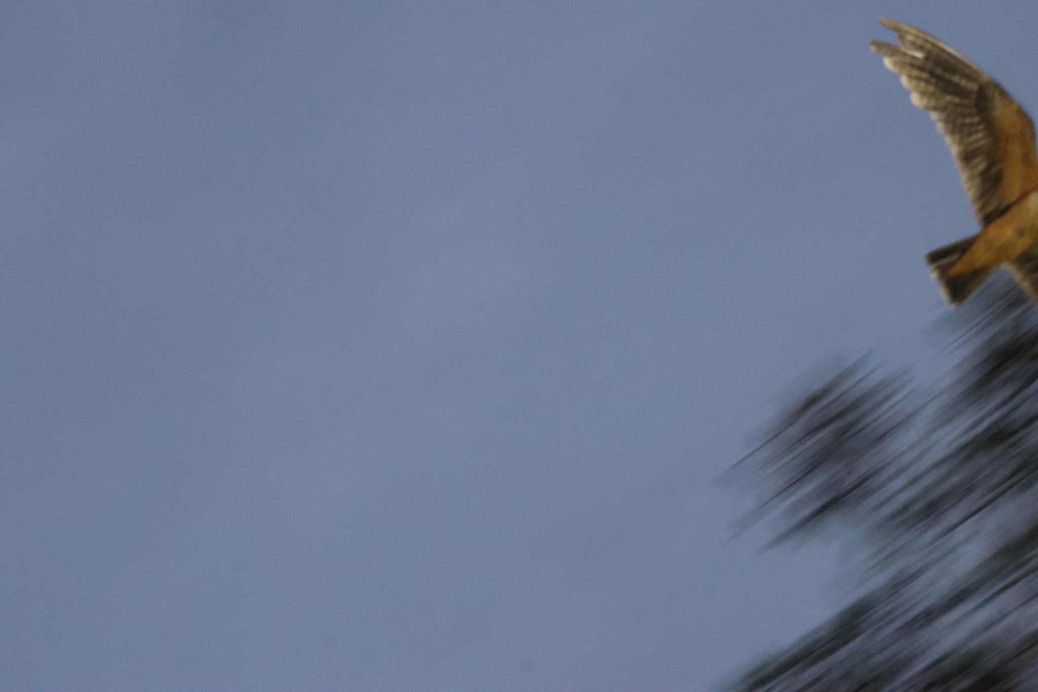 Short-tailed Nighthawk (Lurocalis semitorquatus), photo 4