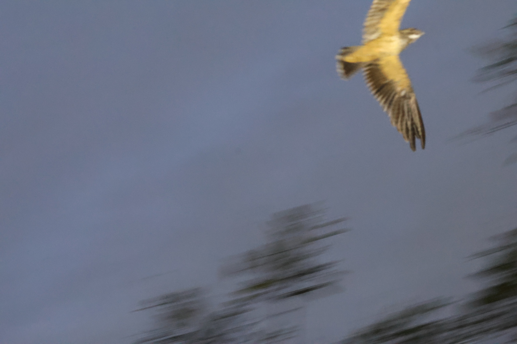 Short-tailed Nighthawk (Lurocalis semitorquatus), photo 3
