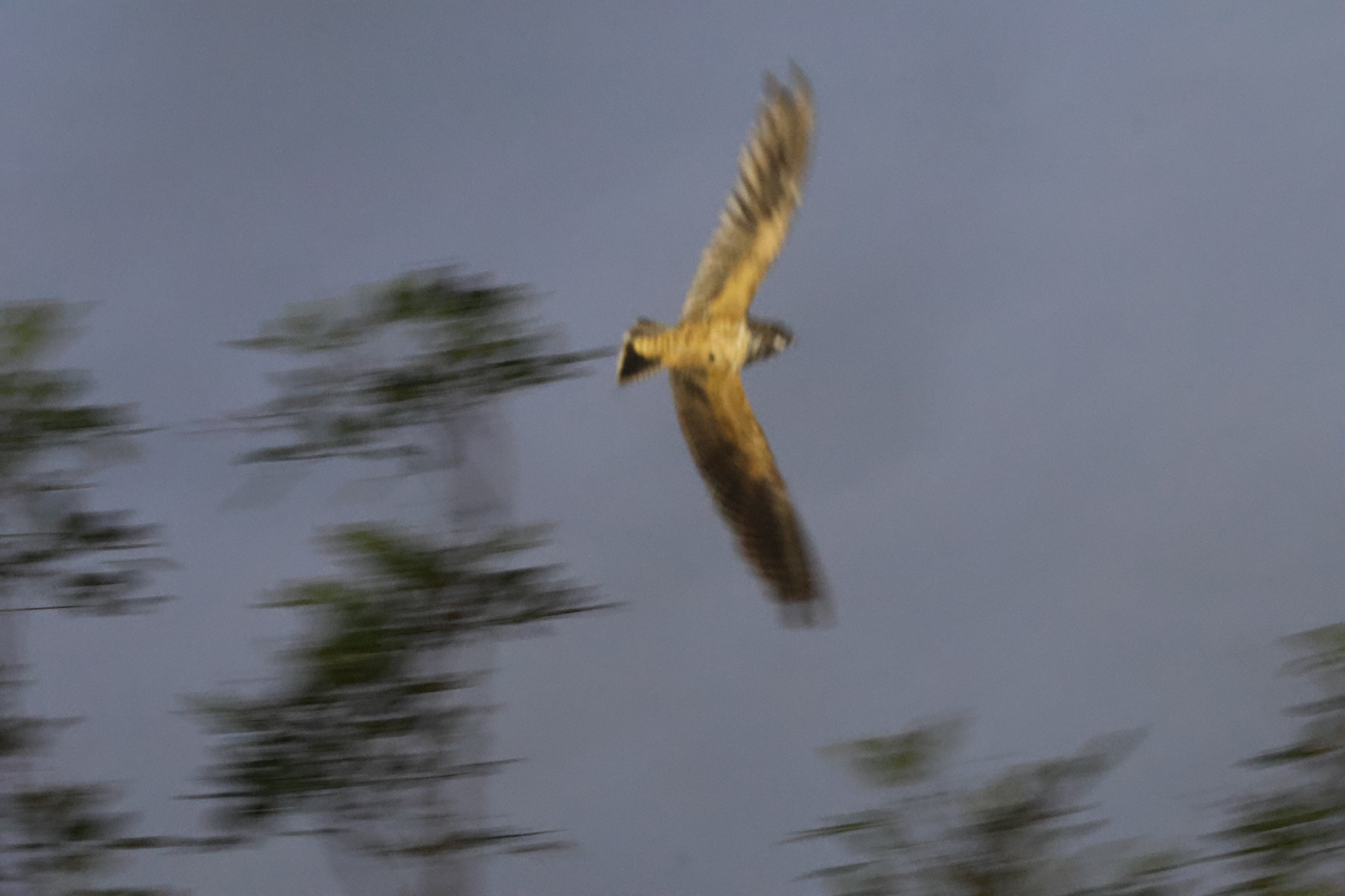 Short-tailed Nighthawk (Lurocalis semitorquatus), photo 2