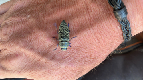 Lampetis drummondi