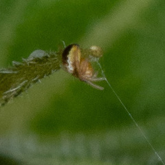 Araneoidea