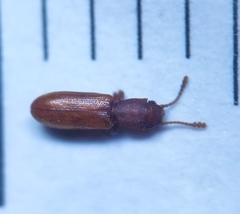 Silvanus unidentatus