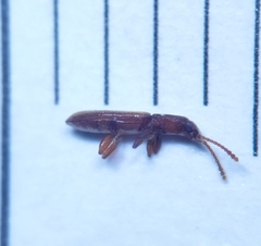 Silvanus unidentatus