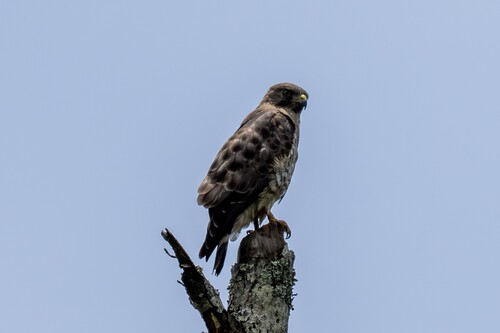 Broad-winged Hawk