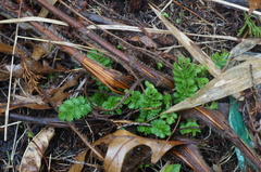 Agrimonia parviflora