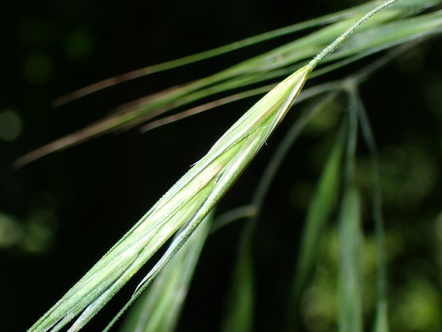 Bromus diandrus observed 2026-06-07