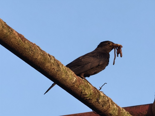 Chinese Blackbird