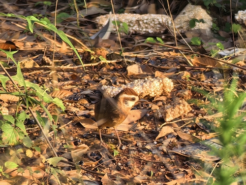 White-browed Laughingthrush