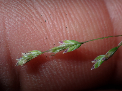 Poa annua observed 2026-06-07