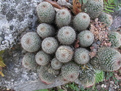 Mammillaria haageana meissneri