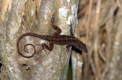 Anolis sagrei