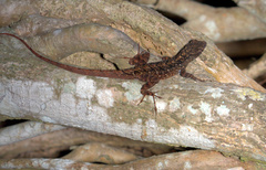 Anolis sagrei