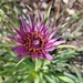Purple Salsify - Photo (c) jujubeenaturelvr, some rights reserved (CC BY-NC)
