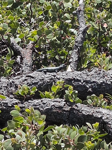 iNaturalist observation photo of Western Fence Lizard