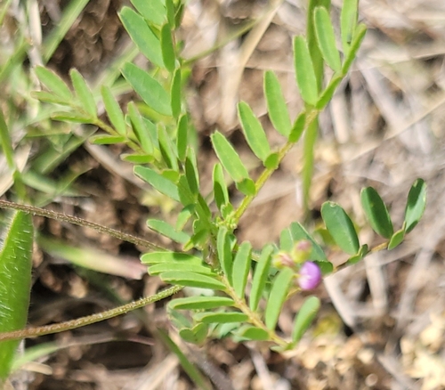 small-flowered milkvetch