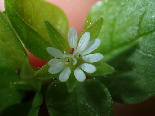 Stellaria media observed 2026-06-07