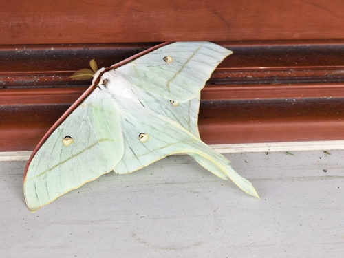 Chinese Moon Moth