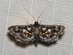 Eurrhyparodes lygdamis